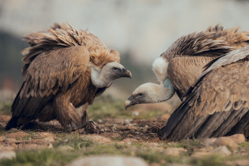 Vultures, interacting and eating bones in mountains at sunrise in Spain