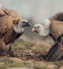 Vultures, interacting and eating bones in mountains at sunrise in Spain