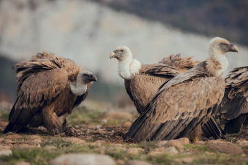 Vultures, interacting and eating bones in mountains at sunrise in Spain