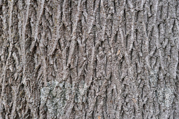 Pattens of Tree Bark