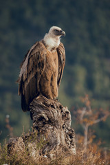 Close up Portrait of vulture on trunk in mountains at sunrise in Spain