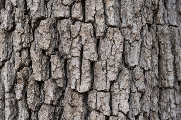 Pattens of Tree Bark