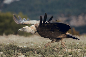 The griffon vulture (Gyps fulvus) take off from the ground showing its huge wings and walking across the green grass.