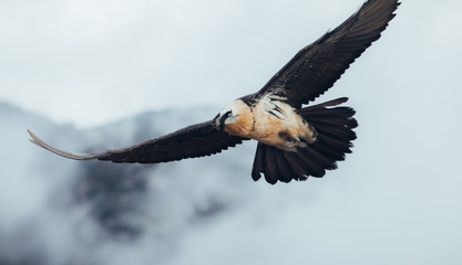 Catching adult vulture with full orange crash on dry grass in the Spanish Pyrenees between clouds