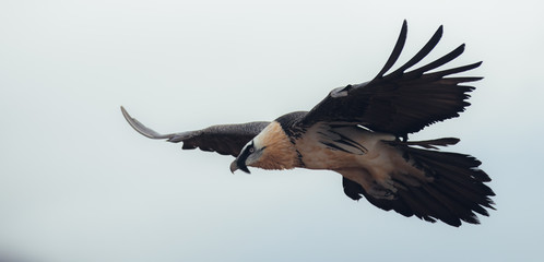 Catching adult vulture with full orange crash on dry grass in the Spanish Pyrenees between clouds