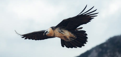 Catching adult vulture with full orange crash on dry grass in the Spanish Pyrenees between clouds