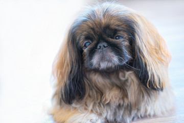 beautiful Pekingese dog looking at camera. and laying on the floor cute happy dog. Pink toned and selective focus picture. vet clinic or dog sitting concept.