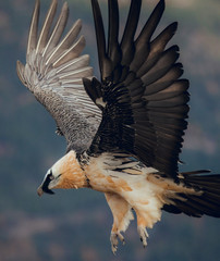 Adult bearded vulture landing on a rock ledge where bones have been placed in Spain