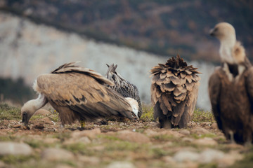 Bearded Vulture, Gypaetus barbatus, detail portrait of rare mountain bird with vultures