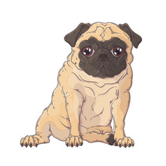 Hand drawn portrait of the funny pug dog Vector.