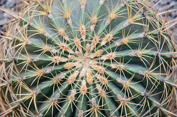 Naklejka na ściany i meble Closeup view of green cactus as a background, top view, texture