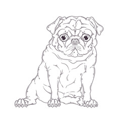 Hand drawn portrait of the funny pug dog Vector.