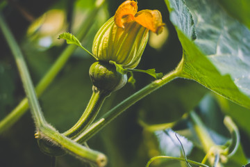 Growing cycle of pumpkin