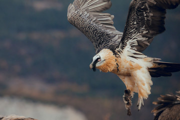 Bearded Vulture or Lammergeier, Gypaetus barbatus, flying bird above rock mountain. Rare mountain...