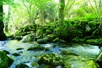 Fototapeta na wymiar stream in forest