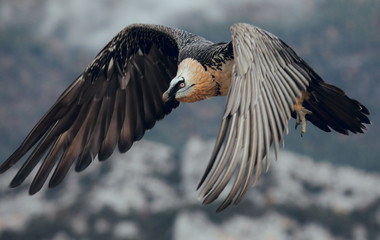 Bearded Vulture or Lammergeier, Gypaetus barbatus, flying bird on the rock mountain. Rare mountain bird, fly in winter, animal in stone habitat, with food on legs