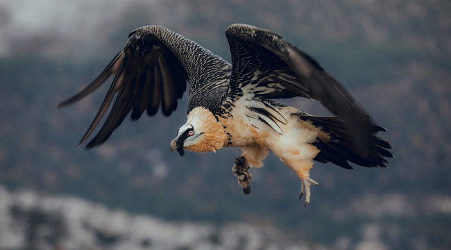 Bearded Vulture or Lammergeier, Gypaetus barbatus, flying bird on the rock mountain. Rare mountain bird, fly in winter, animal in stone habitat, with food on legs