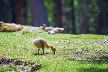 Naklejka na ściany i meble Canada goose gosling grazing ( Branta Canadensis )