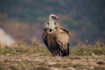The Cinereous Vulture is a largely solitary bird, being found alone or in pairs much more frequently than most other Old World vultures.