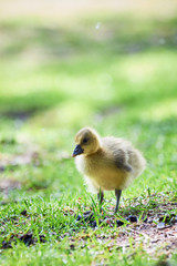 Canada goose gosling ( Branta Canadensis )