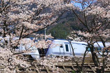 山梨 勝沼の甚六桜