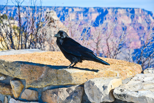 Common Raven with Grand Canyon in background