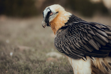 Close up bearded vulture portrait of rare mountain bird