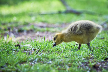 Canada goose gosling grazing ( Branta Canadensis )