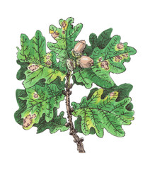 Oak branch with acorns, botanical illustration