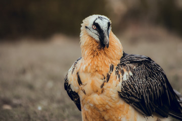 Close up bearded vulture portrait of rare mountain bird
