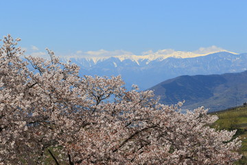 山梨 勝沼の甚六桜