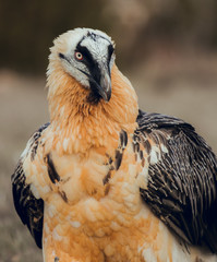 Close up bearded vulture portrait of rare mountain bird