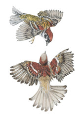 Sparrows dancing. Realistic illustration with a couple of birds flying in the air