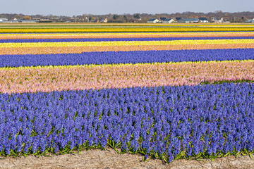 Details of a very colorful bulb fields with hyacinths and daffodils near Noordwijkerhout, Netherlands