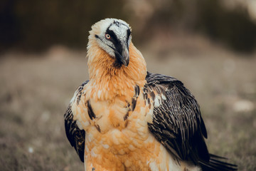 Close up bearded vulture portrait of rare mountain bird
