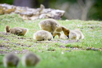 Canada geese goslings ( Branta Canadensis )