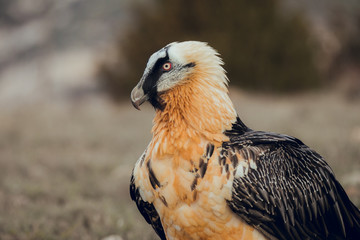 Close up bearded vulture portrait of rare mountain bird