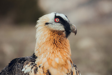 Close up bearded vulture portrait of rare mountain bird