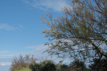 Tree and bushes on the beach