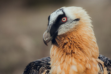 Close up bearded vulture portrait of rare mountain bird