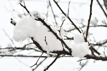 Fototapeta na wymiar Winter branch covered with snow