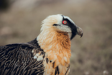 Close up bearded vulture portrait of rare mountain bird