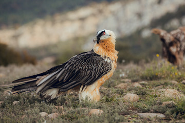 bearded vulture portrait of rare mountain bird