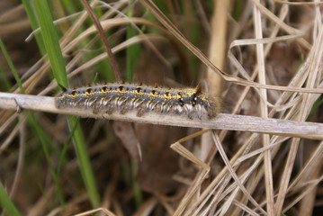 a fluffy caterpillar with a yellow stripe on its back