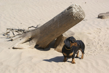 dog Dachshund near a large stump in the sand