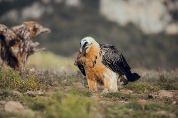 bearded vulture portrait of rare mountain bird, eating bones