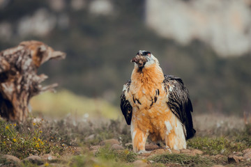 bearded vulture portrait of rare mountain bird, eating bones