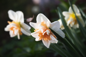 Fototapeta na wymiar daffodils blooming in the garden