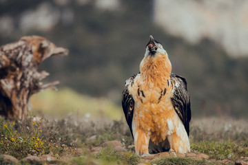 bearded vulture portrait of rare mountain bird, eating bones