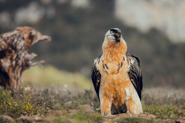 bearded vulture portrait of rare mountain bird, eating bones